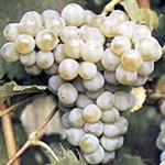 2025er Kerner lieblich – Bild 2