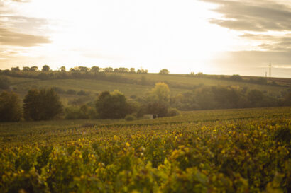 Goldner Herbst im Glas