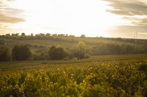 Goldner Herbst im Glas